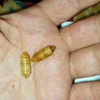 مهره جفت|کلکسیون اشیاء عتیقه|برازجان, |دیوار