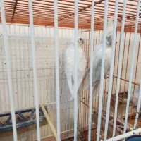 عروس هلندی البینیو|پرنده|گرگان, |دیوار