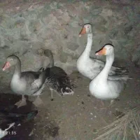 اردک و غاز|حیوانات مزرعه|بندرعباس, |دیوار