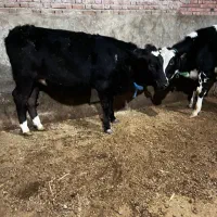 گوساله ماده