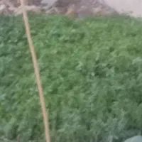 حیوانات خانگی مرغ و خروس.