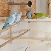 فروش راهب ۵ماهه باتست
