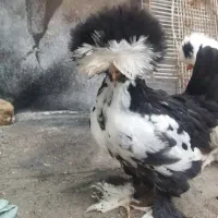 جوجه مرغ لهستانی بلژیکی سلطان پاپر کاکلی زینتی