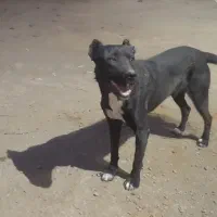 سگنر|سگ|بهار, |دیوار