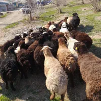 پخش گوسفند جهت قربانی به مناطق غرب شمالشهر زنده