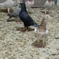 کبوتر نامه بر همدان