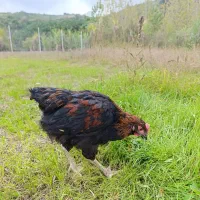 مرغ و خروس و جوجه محلی|حیوانات مزرعه|قائمشهر, |دیوار