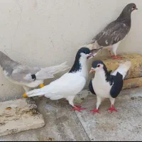 کفتر ارزان کفتر خوب
