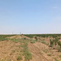 فروش۱۶۰هکتار/ باغ پسته/سند۶دانگ/استان قم|فروش دفتر صنعتی، کشاورزی، تجاری|قم, انصار‌الحسین|دیوار