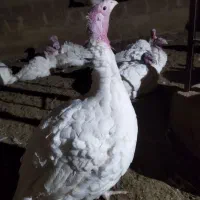 فروش بوقلمون محلی زنده یا کشتار|حیوانات مزرعه|آباده, |دیوار