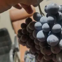 انگور سیاه کلستان|خدمات باغبانی و درختکاری|شیراز, گویم|دیوار