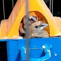 یک جفت بنگال قیمت ارزان|پرنده|تهران, مطهری|دیوار