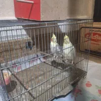 فروش یک جفت عروس هلندی