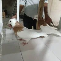 طوقی زردجفتن ولی نرش پرشی به ضمانت تخم|پرنده|مشهد, علی آباد|دیوار