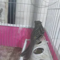 قناری تعدادی