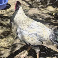 خروس