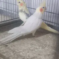 عروس هلندی آلبینو|پرنده|ری, امین آباد|دیوار