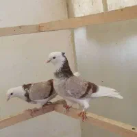 کفتر کبوتر یه جفت شازده هما خال قدیم