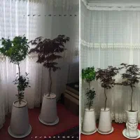 فروش انواع گل و گلدان و استند گل