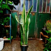 گل های آپارتمانی|گل و گیاه طبیعی|شیراز, شیخ روزبهان|دیوار