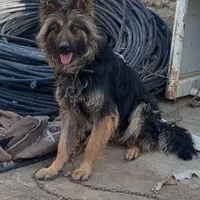 سگ ژرمن
