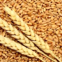 فروش گندم بذرری