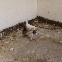 کفتر|پرنده|اندیکا, |دیوار