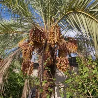 نخل خرمای زاهدی رایگان