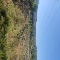 ۴۰۹۰ متر باغ کیوی با درختان سه ساله|فروش دفتر صنعتی، کشاورزی، تجاری|قائمشهر, |دیوار