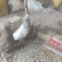 کبوتر