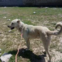 این سگ گمشده