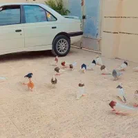 طوقی  سپیدان.|پرنده|سپیدان, |دیوار