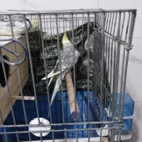 یه جفت عروس هلندی نرو ماده درحال تخم گذاری