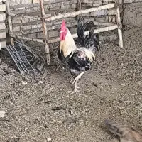 فروش مرغ و خروس