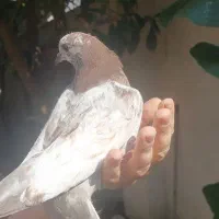 جوجه کبوترهای زیبا|پرنده|رشت, آب و برق|دیوار