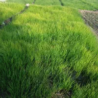 فروش تیم پیاز|گل و گیاه طبیعی|لنده, |دیوار