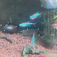 ماهی گیاه خوار تترا