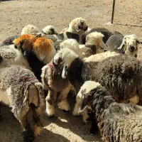 بره ماده