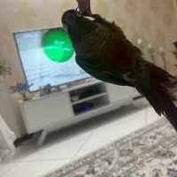 فروش طوطی گرینچیک