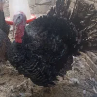 بوقلمون محلی نزدیک به تخم