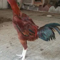 تعدادی مرغ وخروس وجوجه لاری نجات افغان|حیوانات مزرعه|قائمشهر, |دیوار