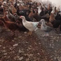 عمده جوجه محلی