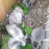 بچه خرگوش ، پدر لوپ مادر جرسی،