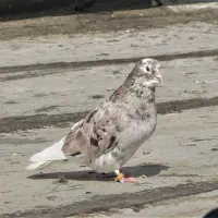 کبوتر باخت رفته