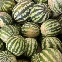 نیروی کار برای ابمیوه بستنی