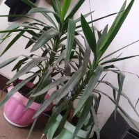 گیاهان طبیعی آپارتمانی وباغی|گل و گیاه طبیعی|شاهین‌شهر, بانک استان|دیوار