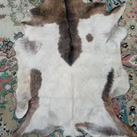 پوست بز