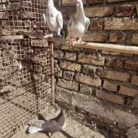 نامبر و دم سفید|پرنده|کنگاور, |دیوار