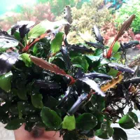 گیاه اکواریوم|ماهی|اصفهان, مهدی آباد|دیوار