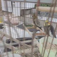 عروس هلندی  حراج